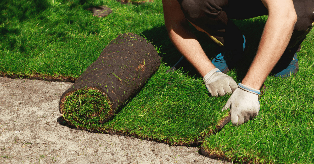 carpet-lawn