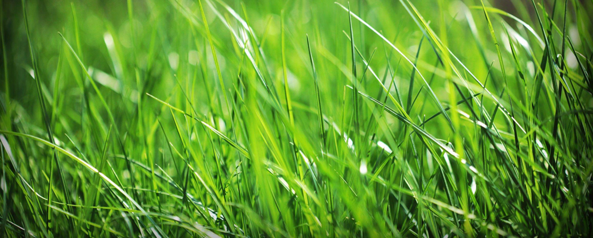 Grass-Background-Good-to-Grow