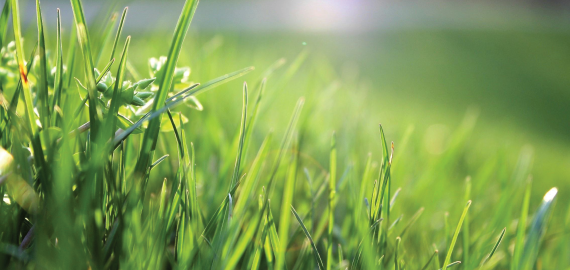 Services-Weed-Control